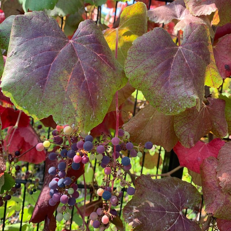 California Grape