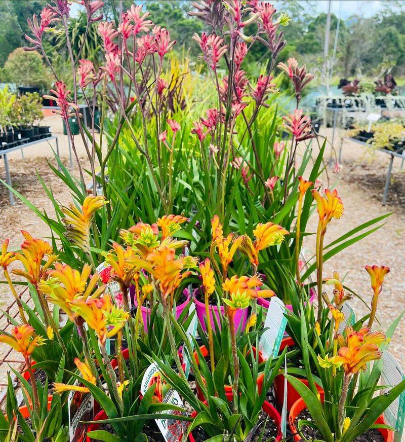 Kangaroo Paw