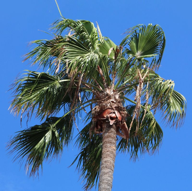 Mexican Fan Palm: Dramatic Height
