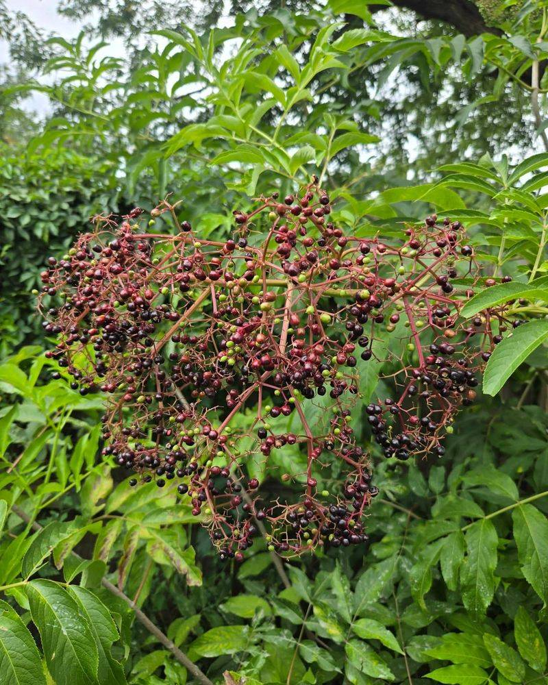 Woodland Edge Elderberry Installation