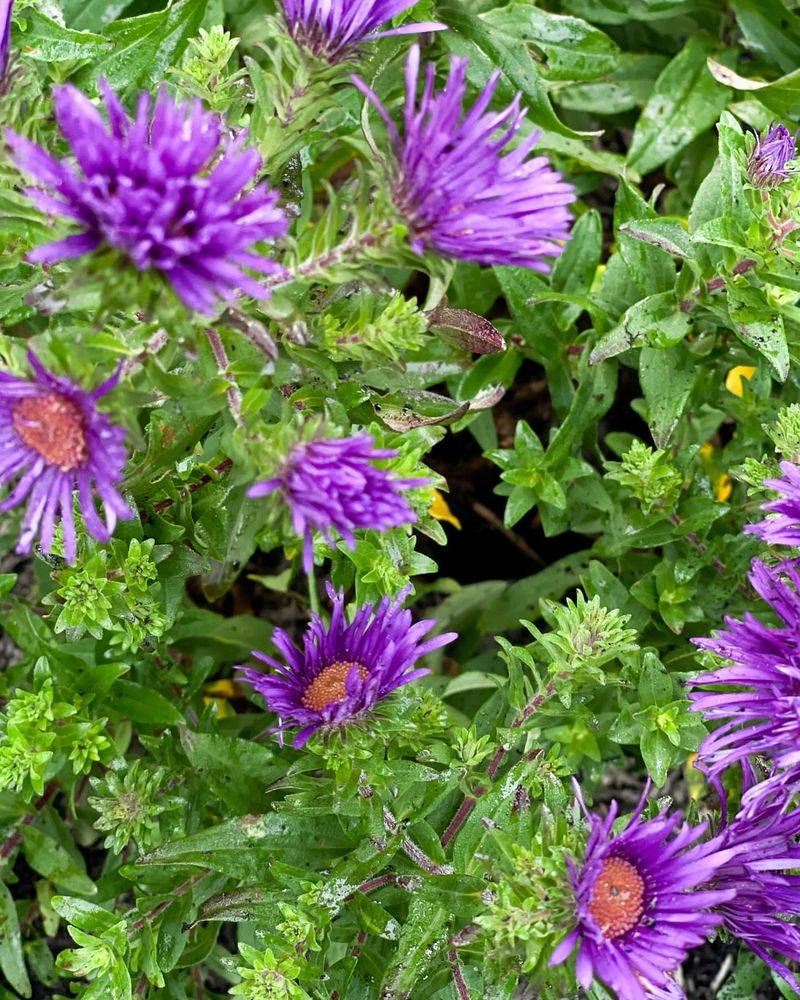 Historic Garden Restoration