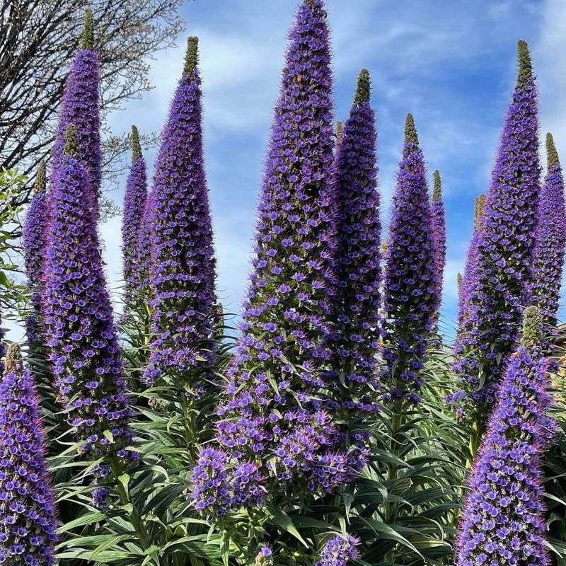 Pride of Madeira (Echium candicans)