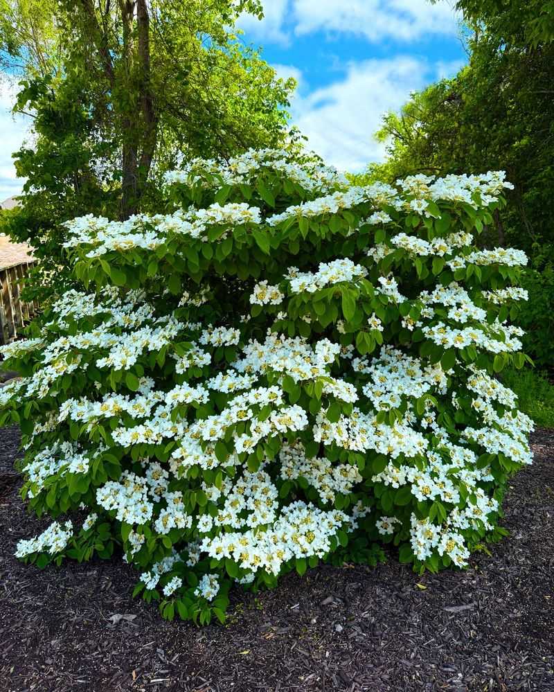 Viburnum