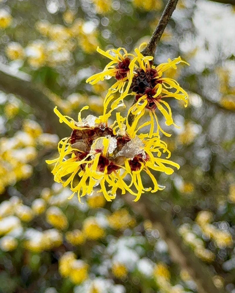 Witch Hazel