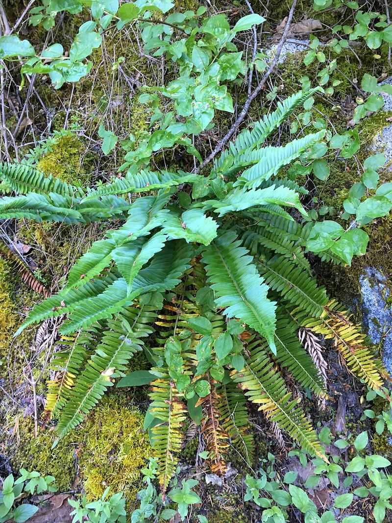 Narrowleaf Swordfern (Polystichum imbricans)