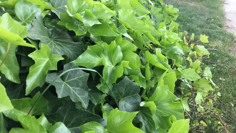 English Ivy