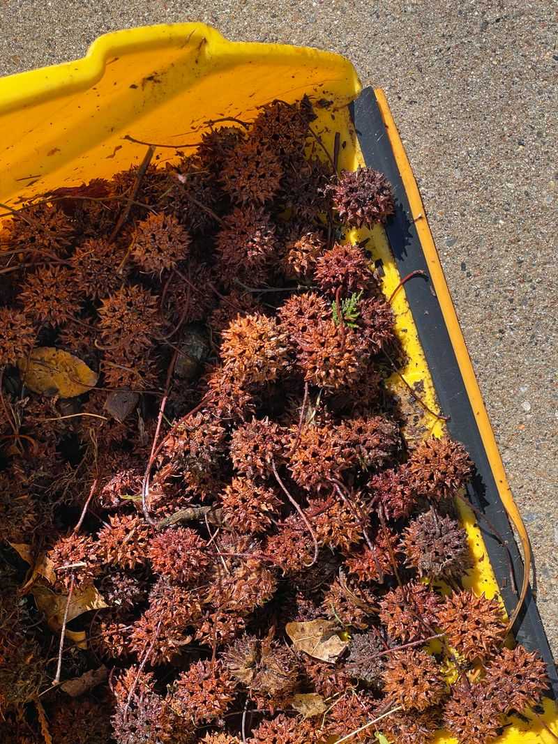 Sweetgum Struggles