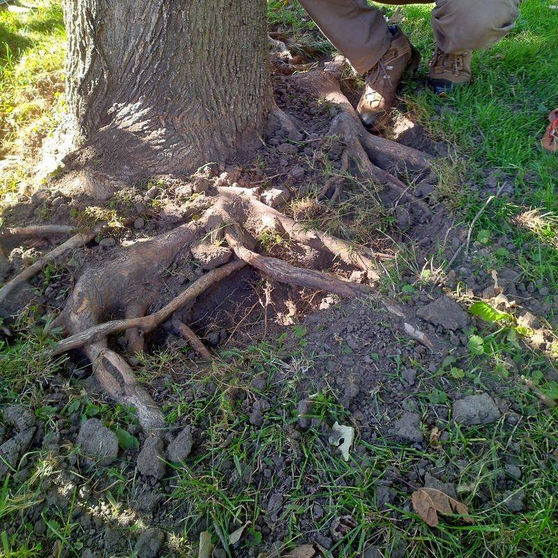Norway Maple Nightmare