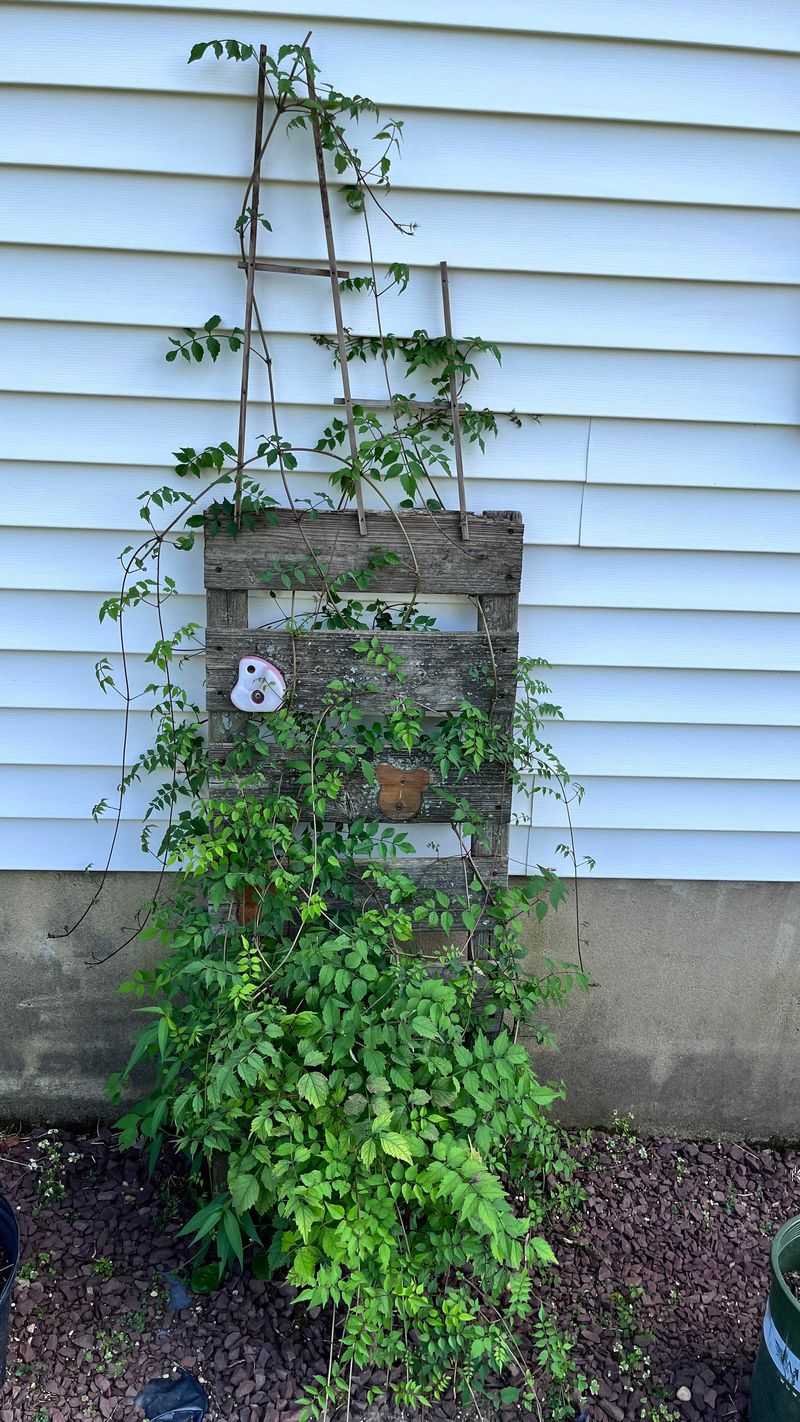 Trumpet Vine: The Paint Peeler