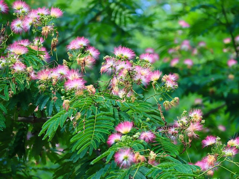 Mimosa Tree