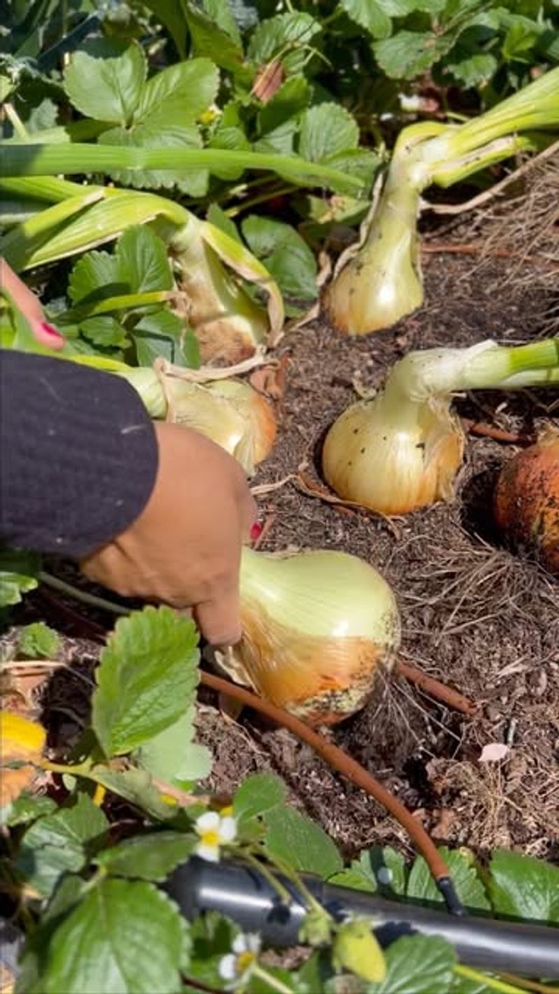Palmetto Sweet Onions