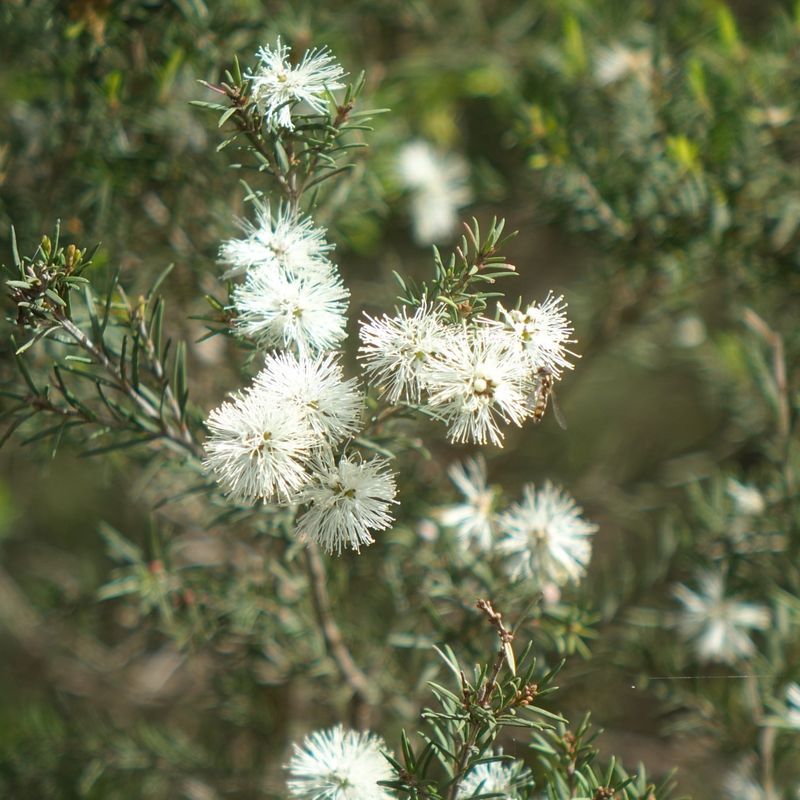 Melaleuca