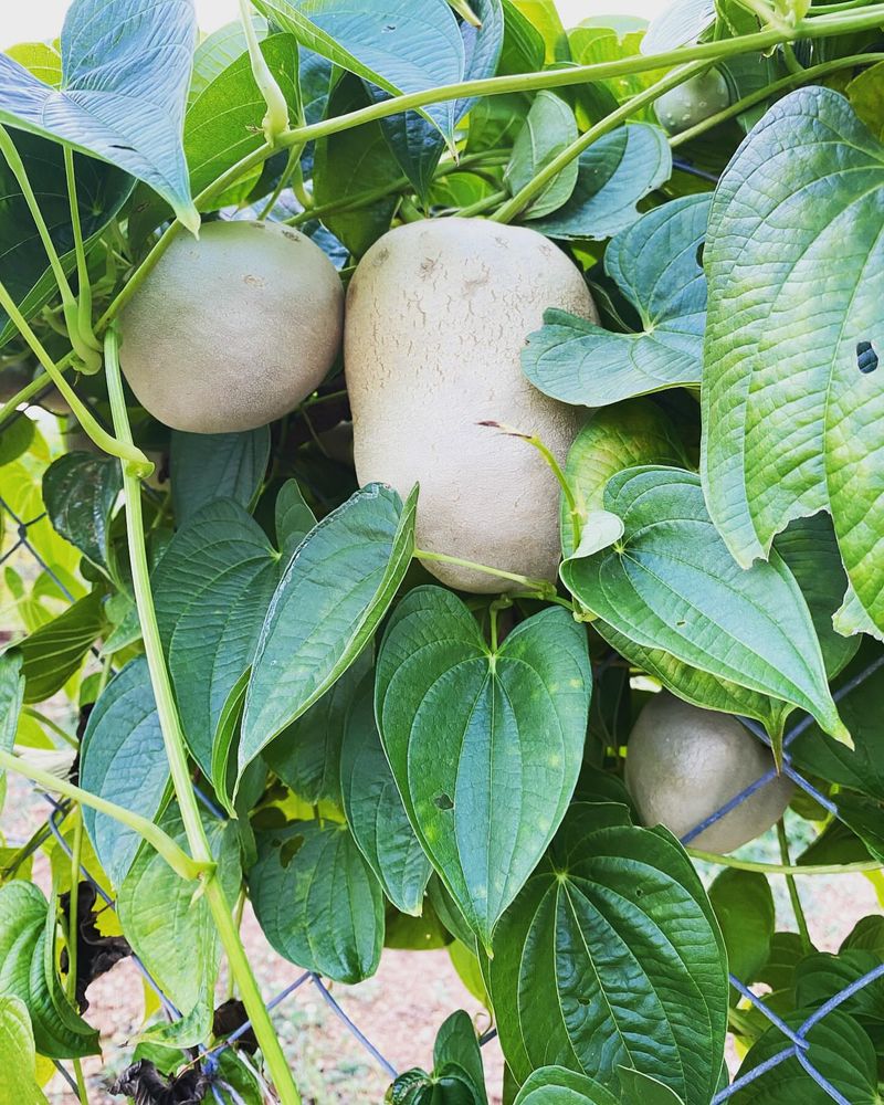 Air Potato: The Fast-Climbing Invader