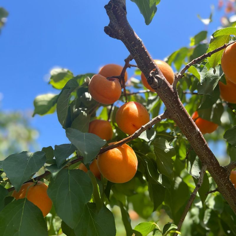 Apricot