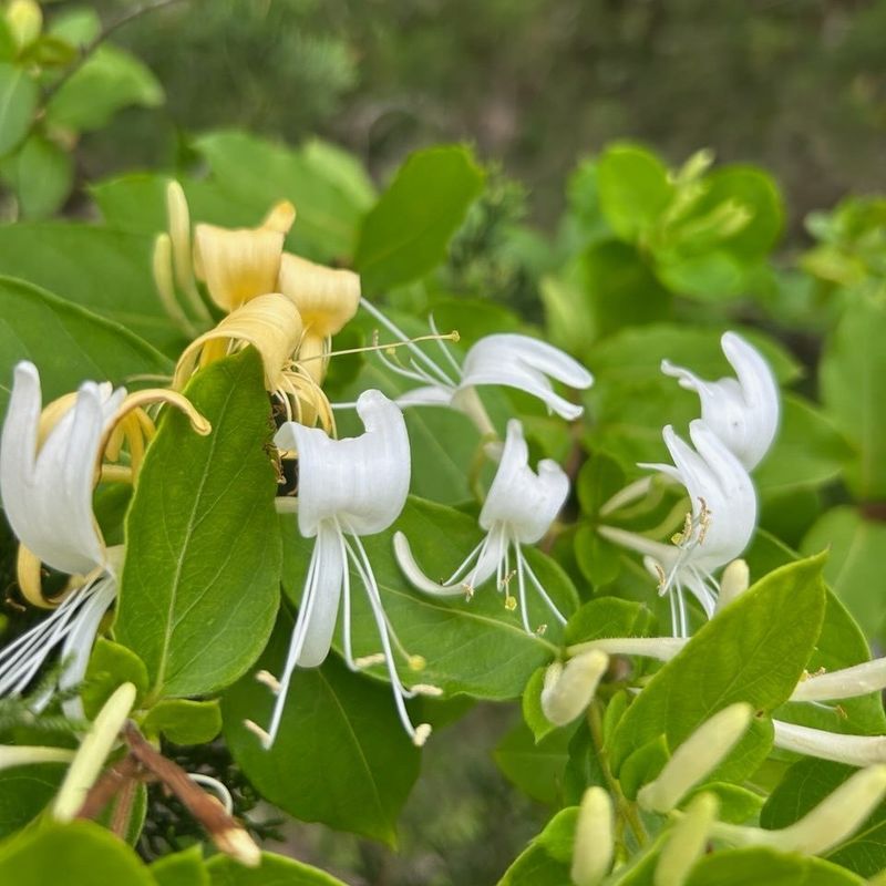 Japanese Honeysuckle (Lonicera japonica)