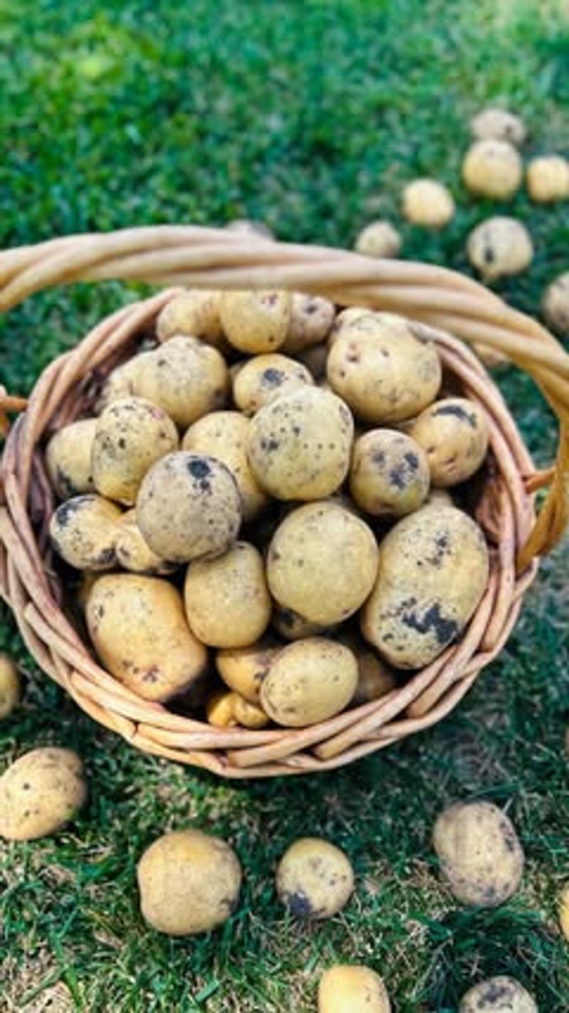 Potato Water Acid Lovers