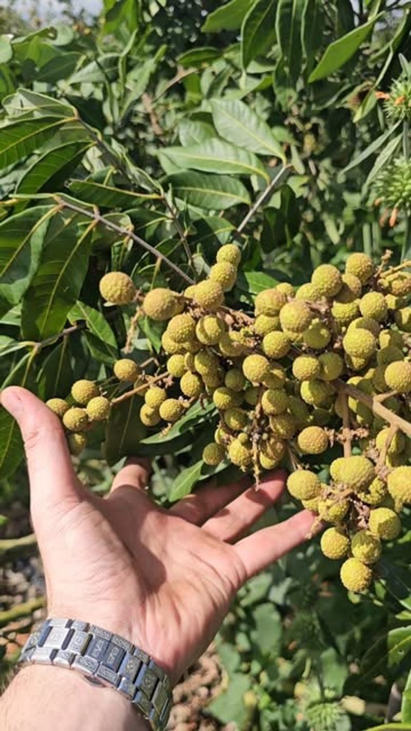 Longan