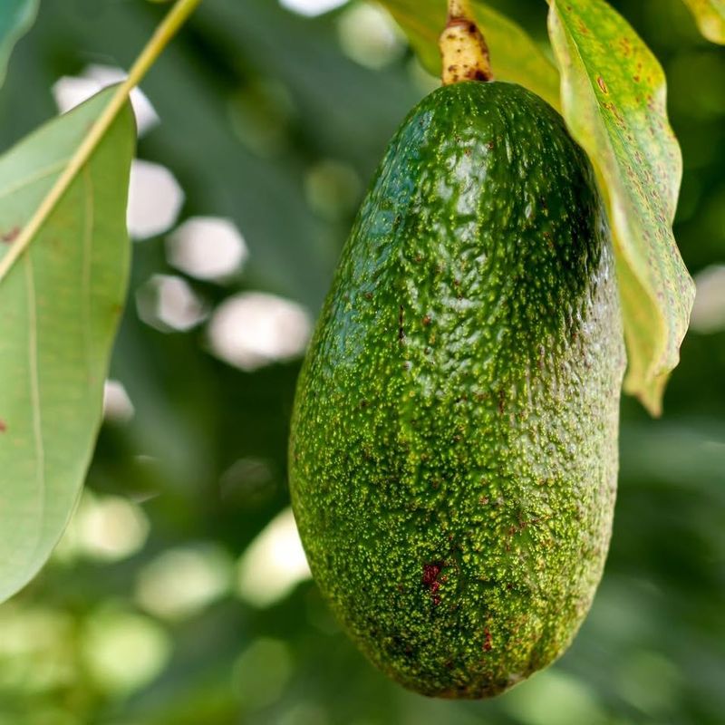 Avocado (certain varieties)
