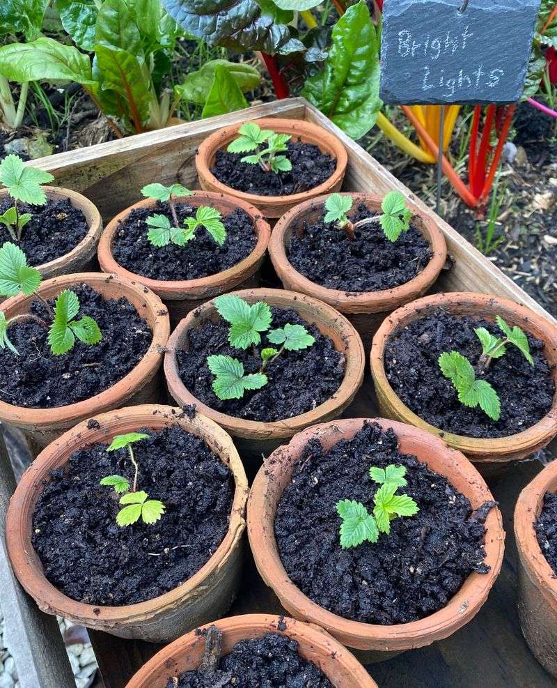 Plant at Proper Depth