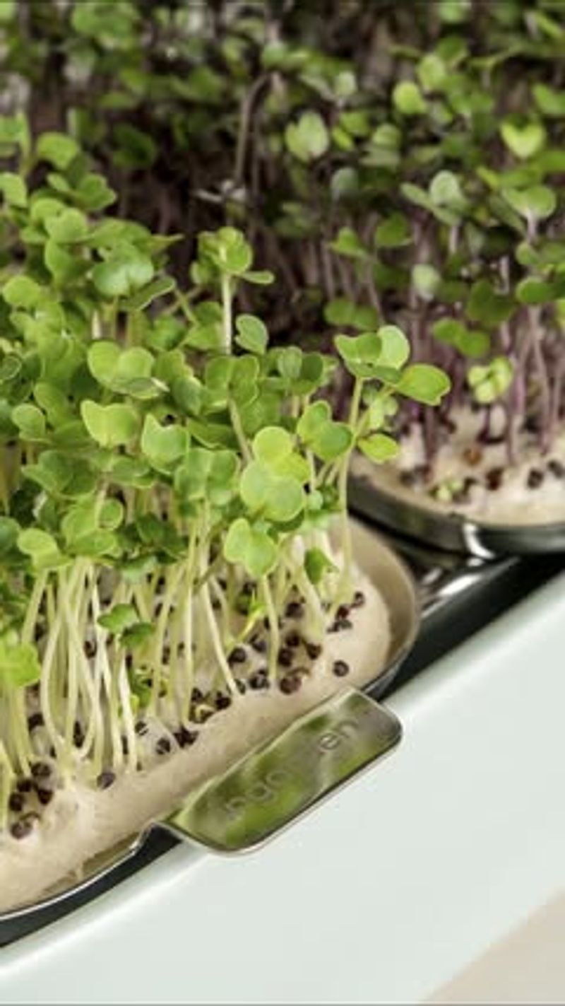 Microgreens