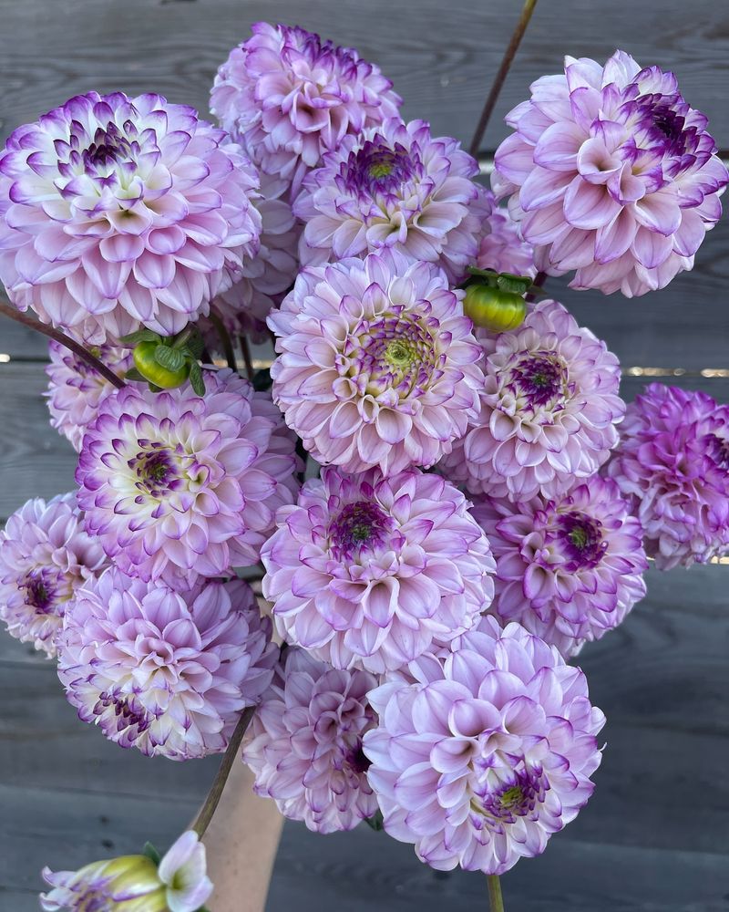 Lilac Time