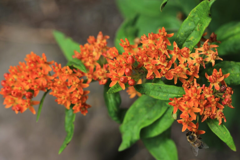 Blooming butterfly weed in sunny June (featured image)