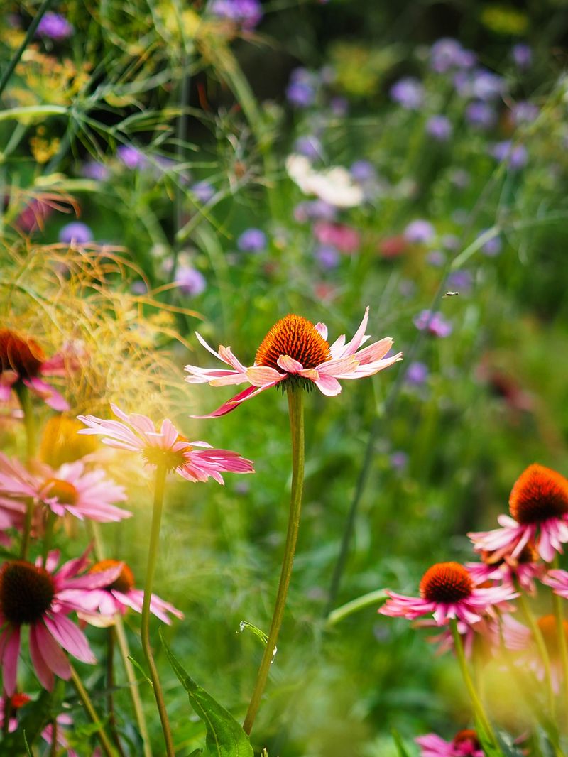 Coneflower