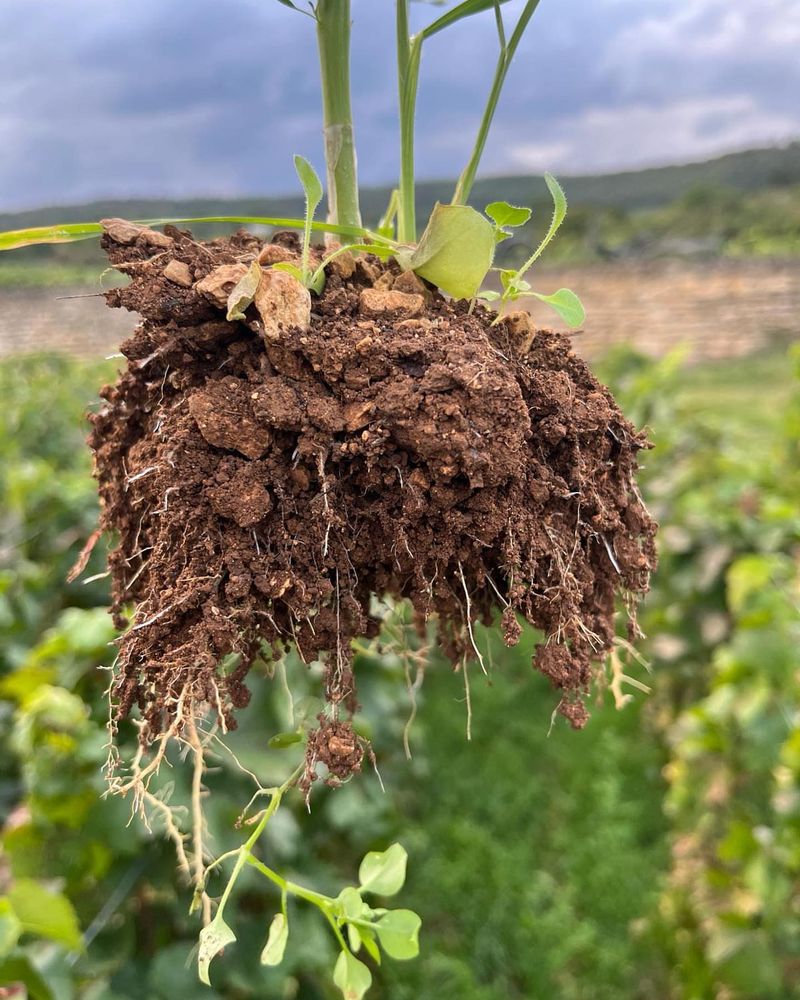 Non-Native Plant Species Getting Uprooted