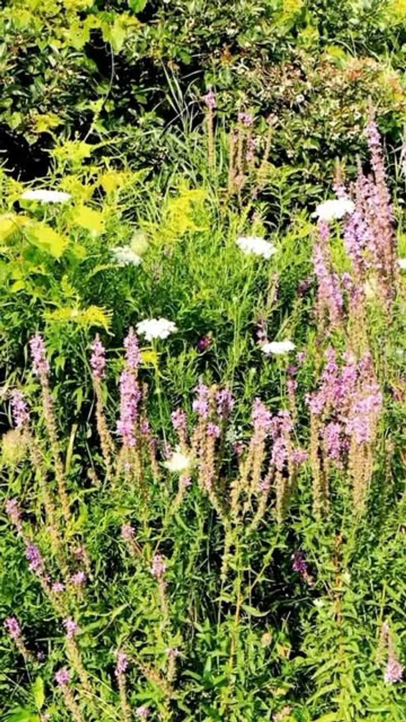Non-Native Plant Species