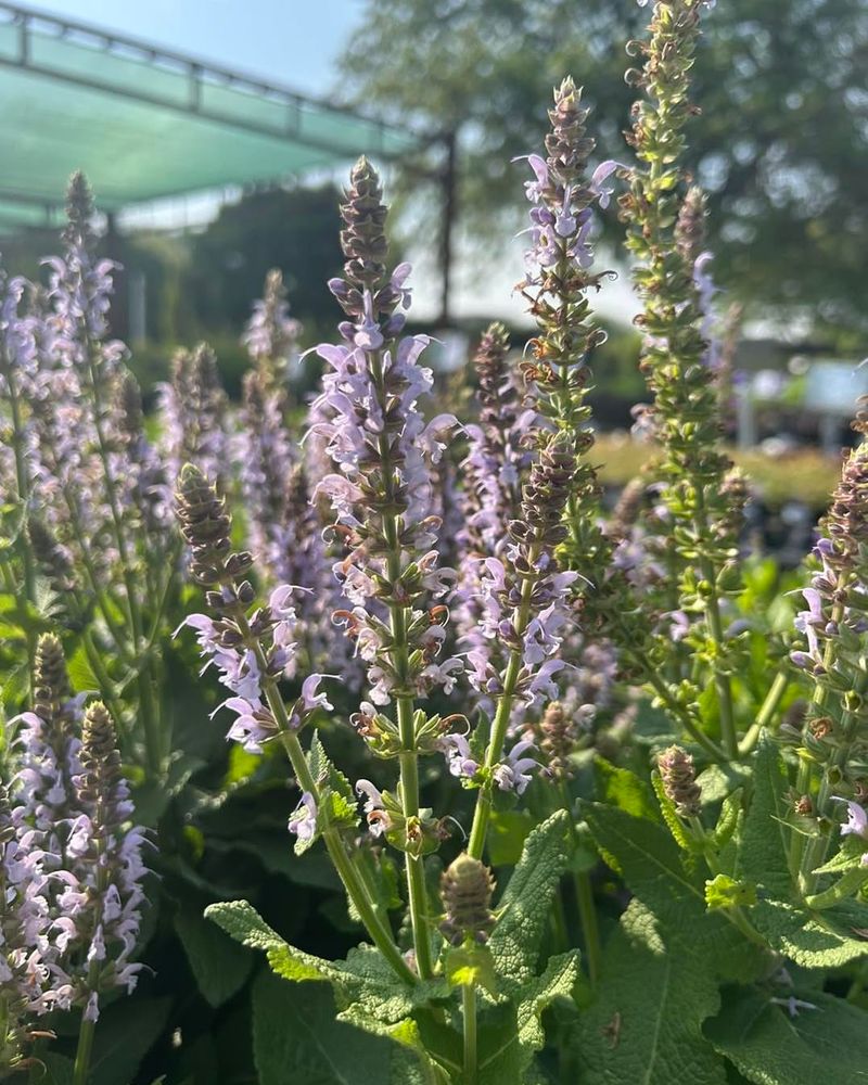 Spectacular Salvia