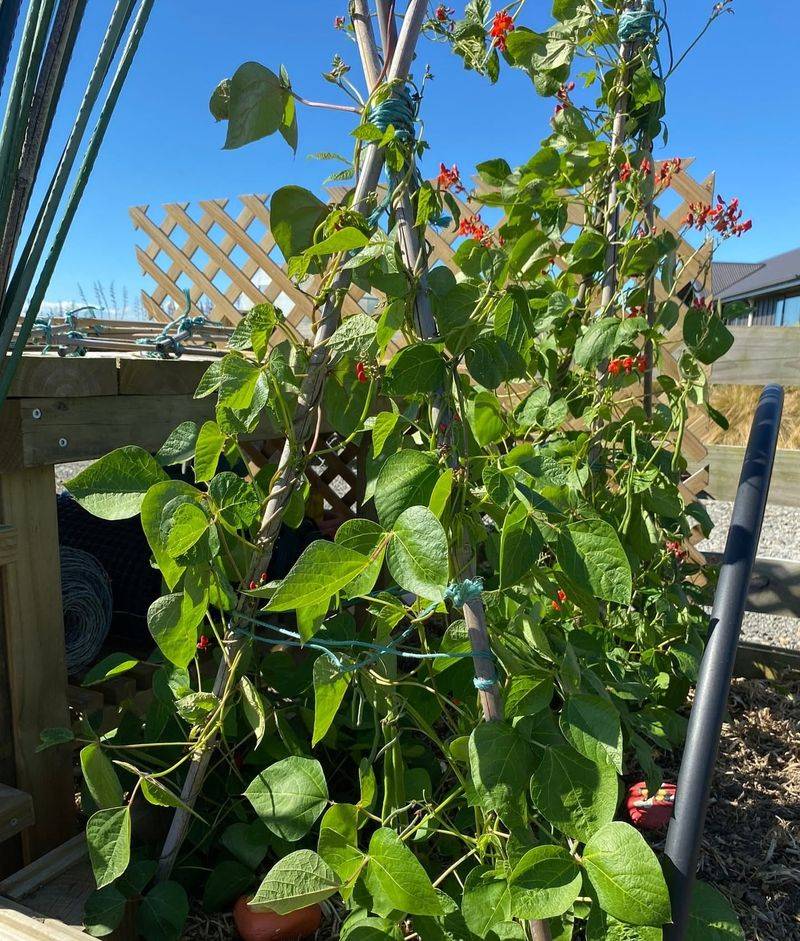Choose Climbing Varieties Over Bush Beans