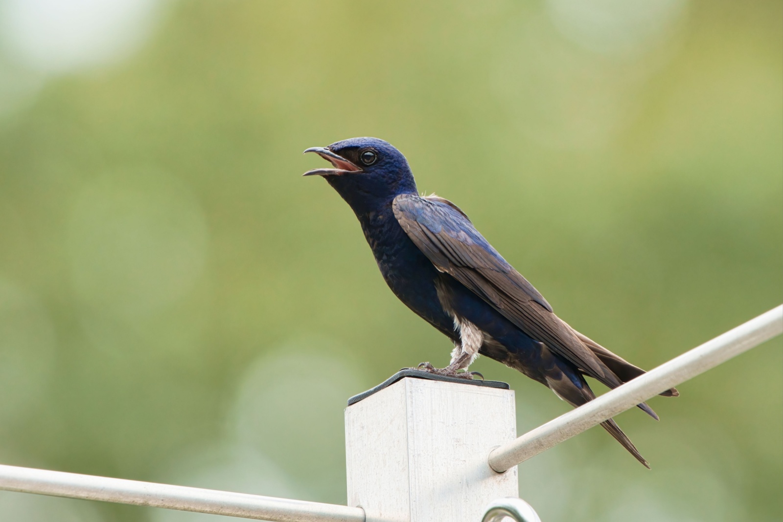 Brilliant Ways To Attract Purple Martins To Your Maryland Backyard