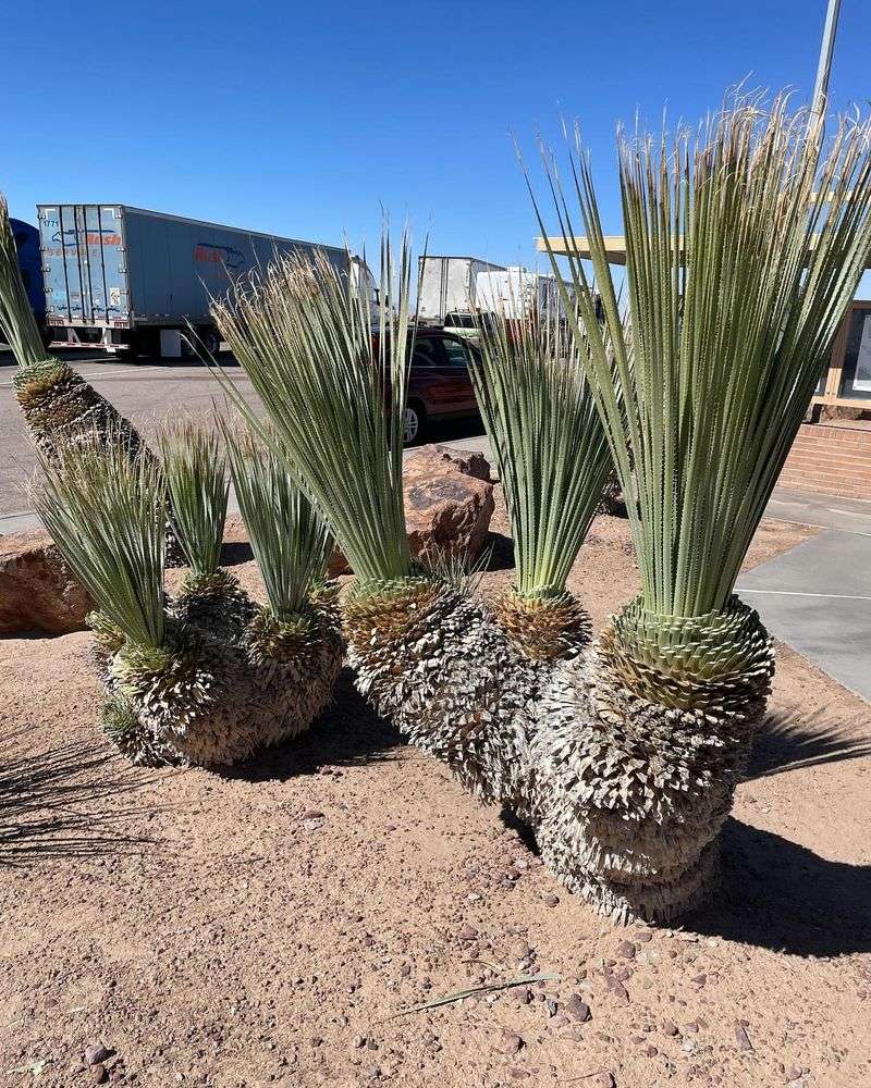 Desert Spoon