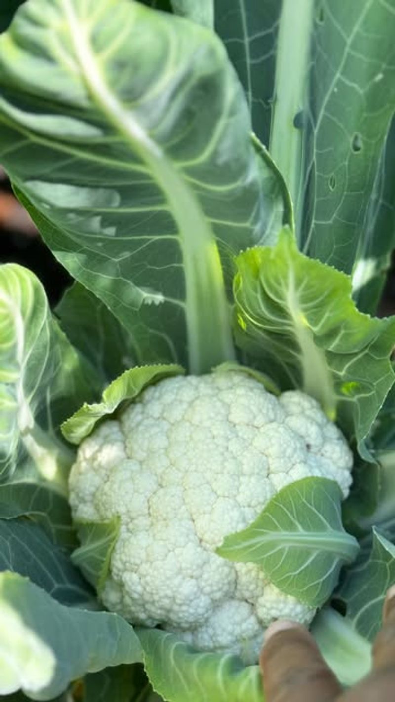 Cauliflower