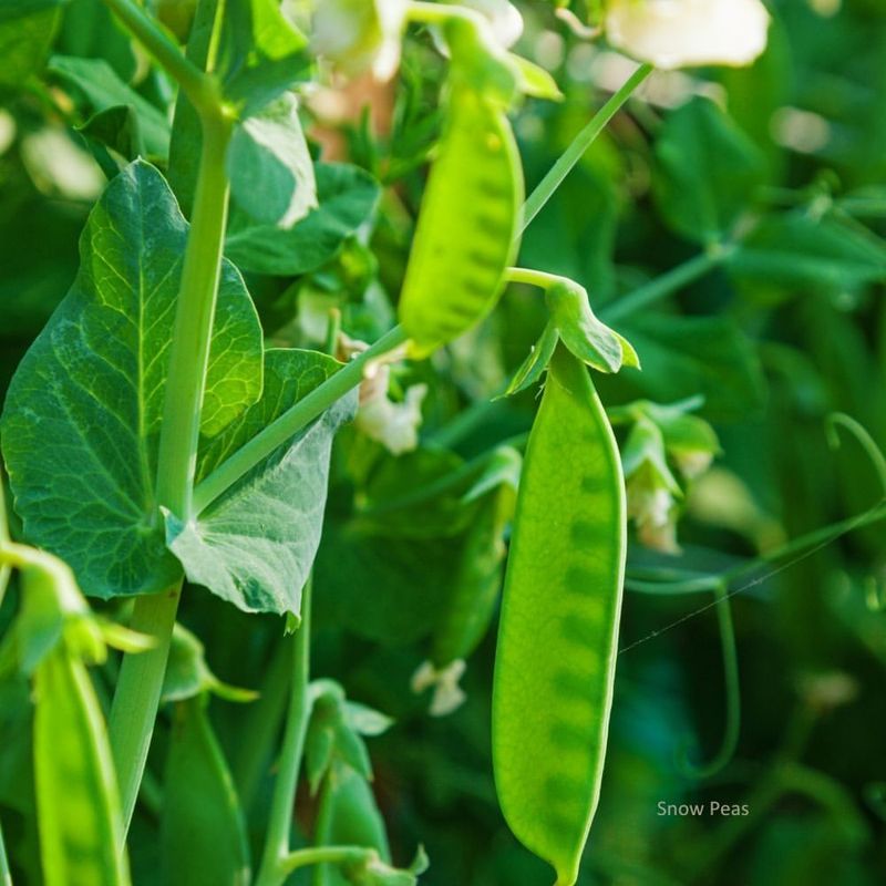 Peas
