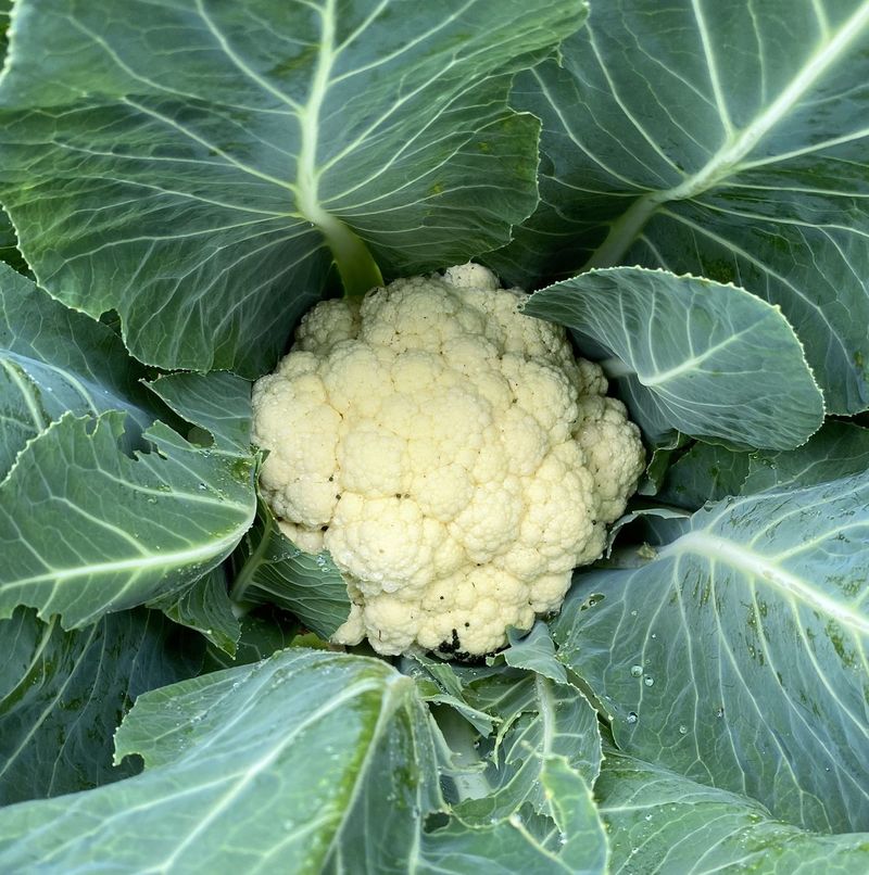 Cauliflower