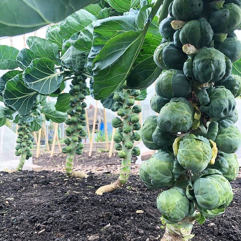 Brussels Sprouts