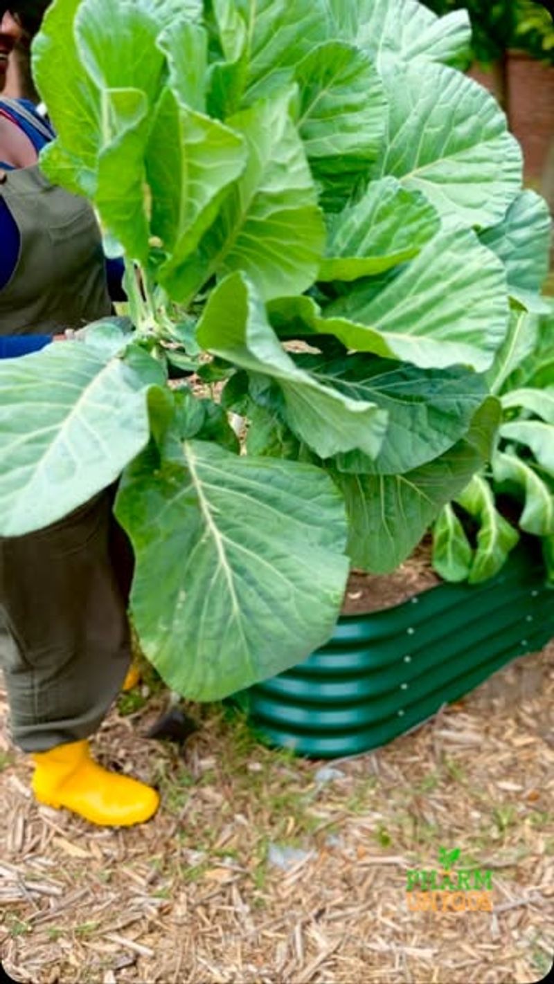 Collard Greens