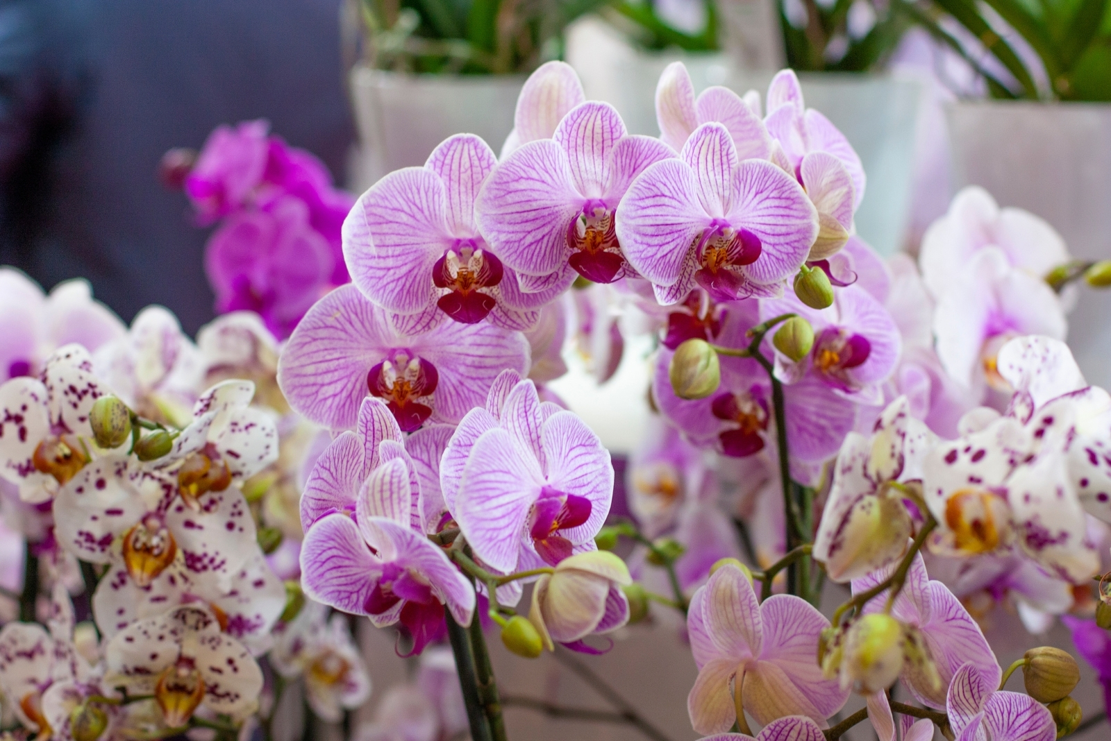 Bronx’s New York Botanical Garden Displays Orchids And Colorful Blooms