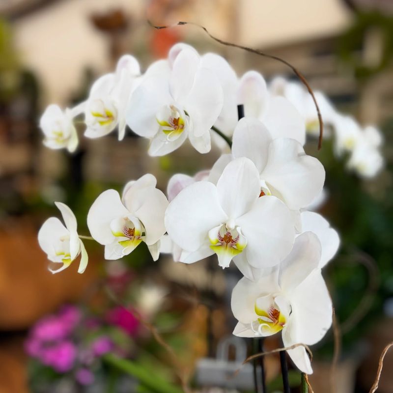 Phalaenopsis Orchid