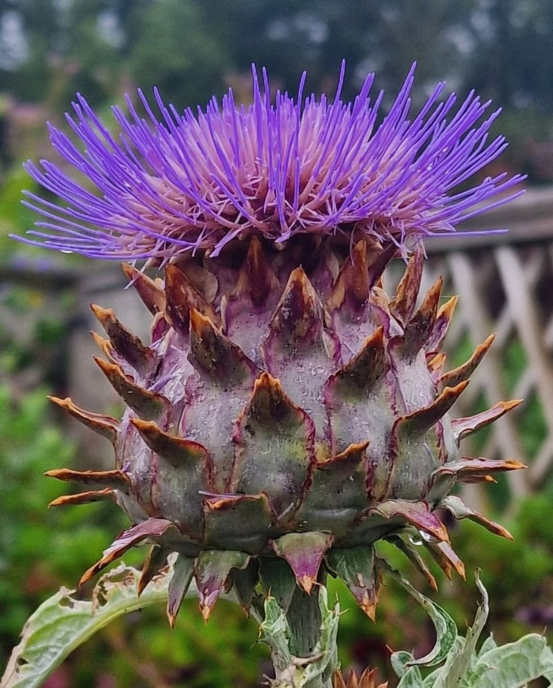 Cardoon