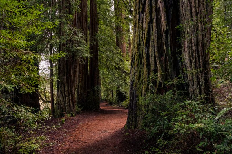 Port Orford's Artistic Forest Inspiration