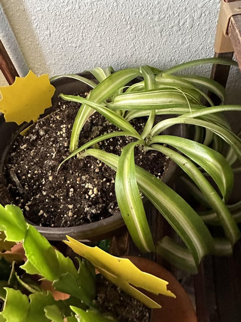 Constantly Wet Soil That Never Dries