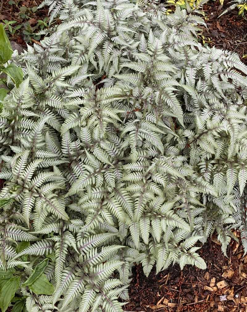 Japanese Painted Fern