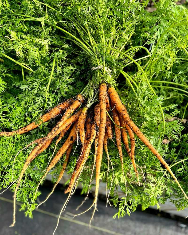 Carrots