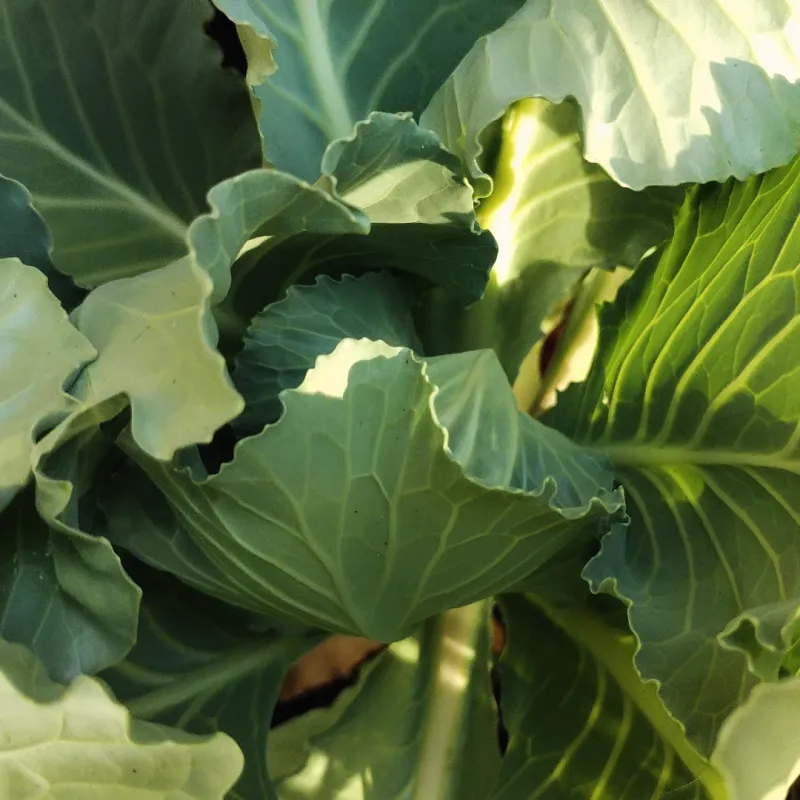 Cabbage