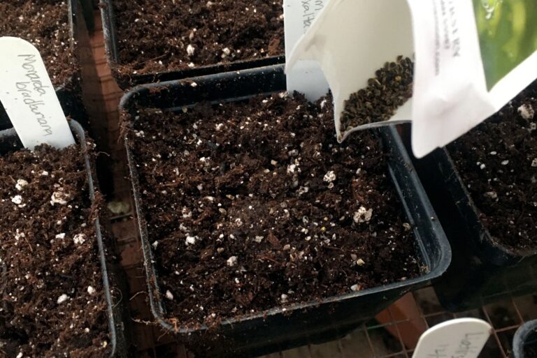 pollinator seed starting