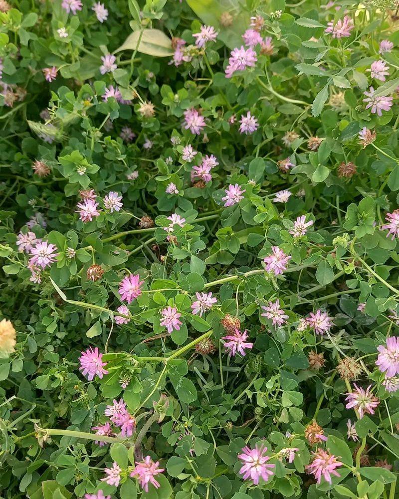 Persian Clover
