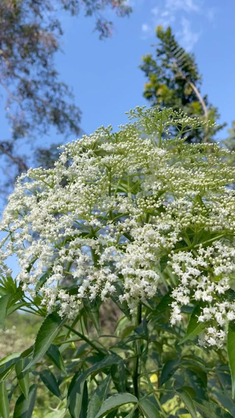 Common Elderberry