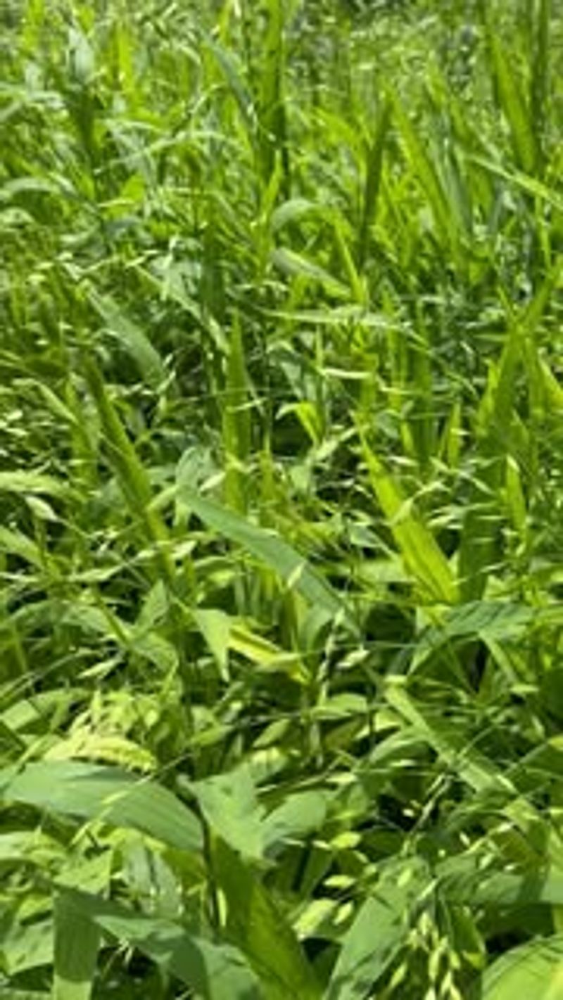 Soil Health Monitoring